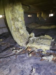 Rat nest found during rodent inspection in Custer Washington