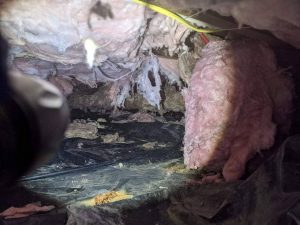 Pest control services in Bellingham Washington