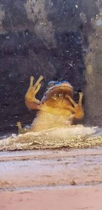 Frog sitting in window trim in Blaine Washington