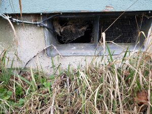 Broken Vent screen allowing rodent access to structure found during house inspection