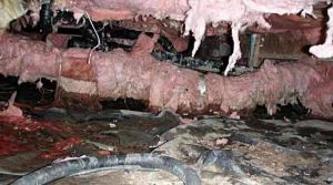 Rodent damage found during rodent inspection by Sasquatch pest control