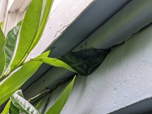 sugar ants trailing from leaf into window seal emphasizing need for proper yard maintenance