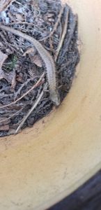 Alligator Lizard found during preventative pest control services in Blaine Washington