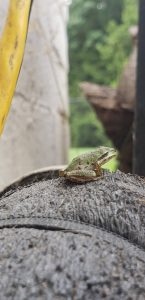 Frog resting on Sump pump pipe after rain in Bellingham Washington