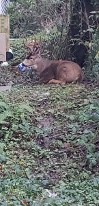 Resting large buck found during rodent preventative service behind apartment in Blaine Washington