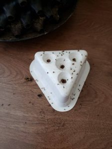 Results of fruit fly treatment