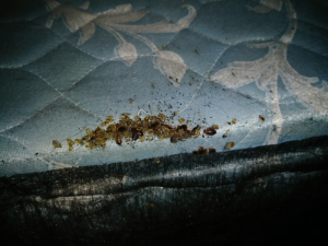 bed bug activity in bed seams found during bed bug inspection