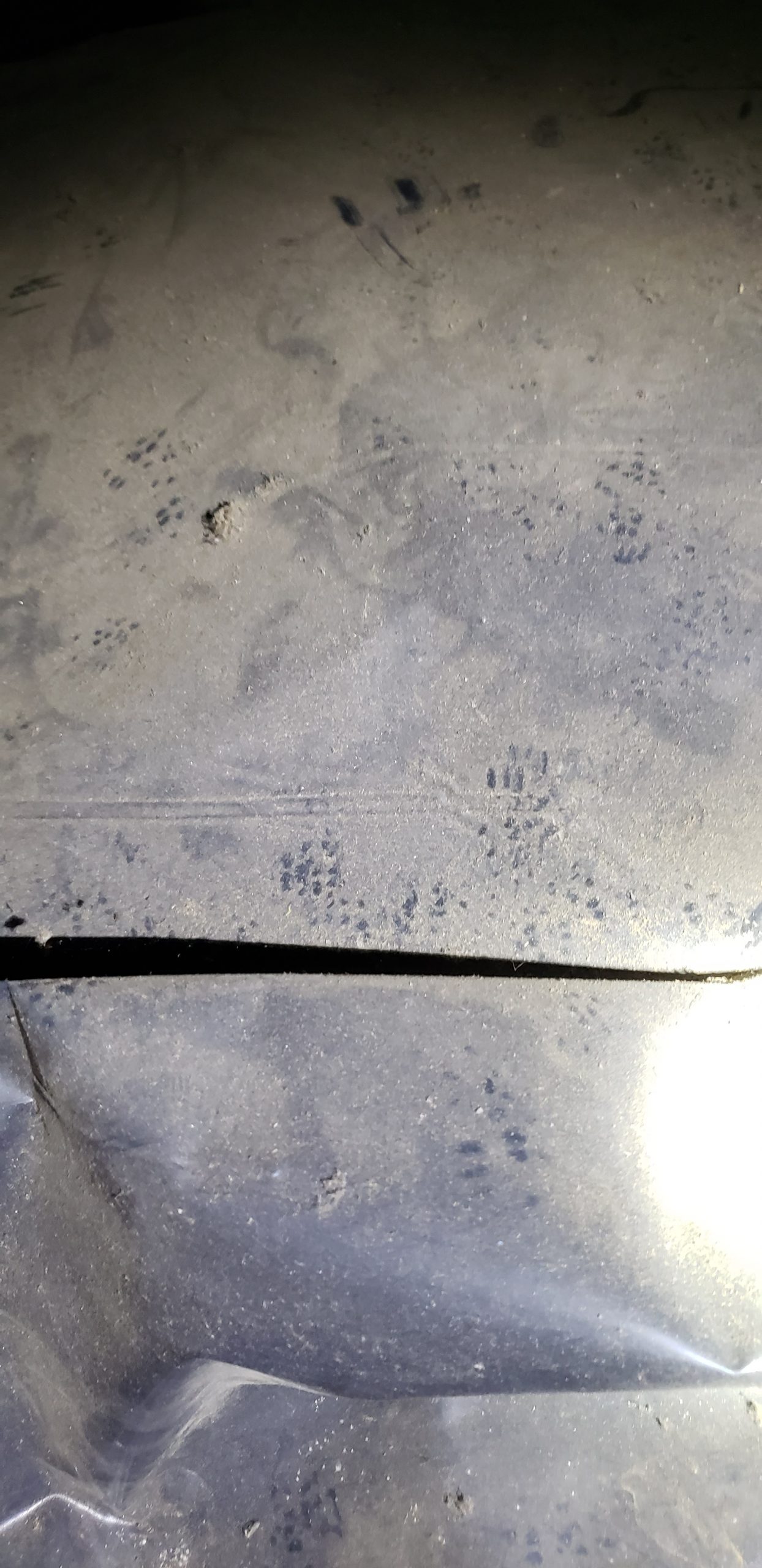 rodent prints in crawl