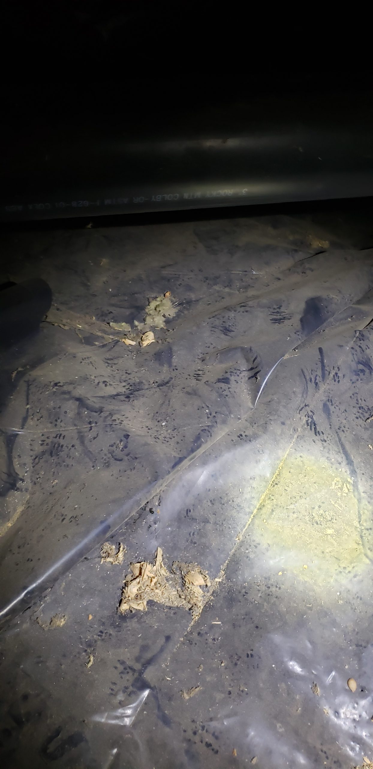 rodent activity on vapor barrier