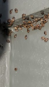 Carpet Beetles in trim
