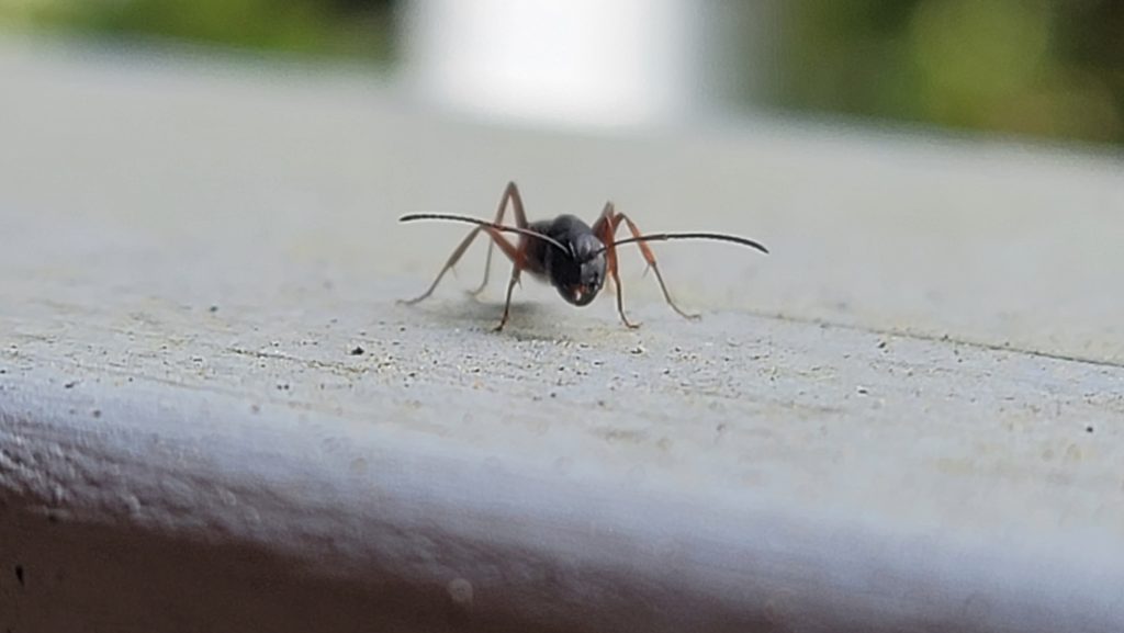 Carpenter ant close up