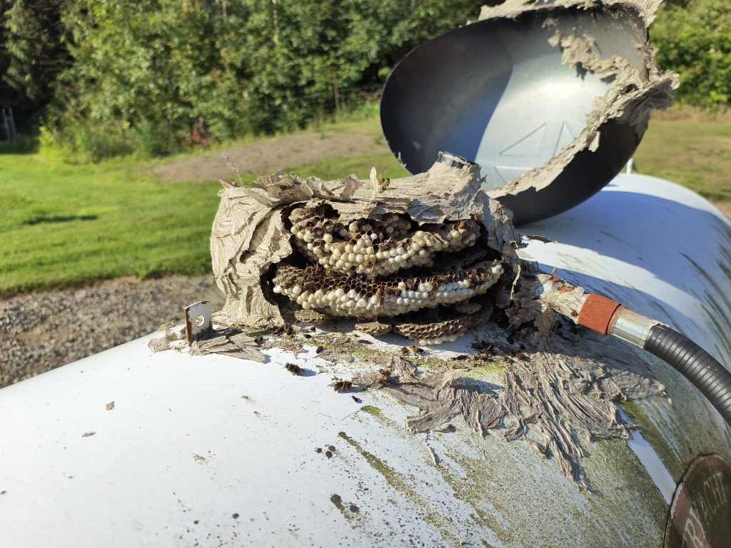 Yellow jacket nest treated by sasquatch pest control