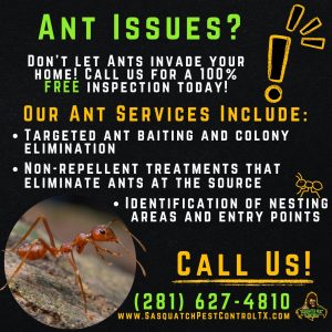 Ant control services from Sasquatch Pest Control in Spring and Houston, TX