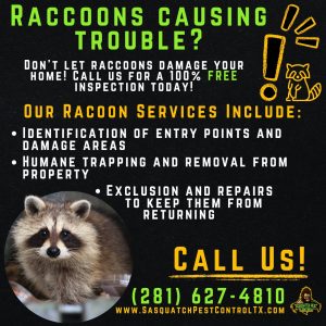 Raccoon control services from Sasquatch Pest Control in Spring and Houston, TX