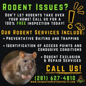 Rodent control services from Sasquatch Pest Control in Spring and Houston, TX