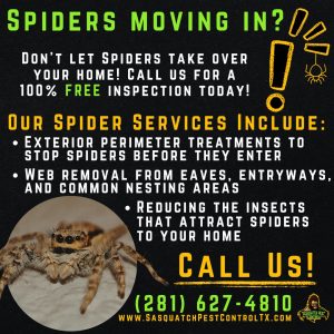 Spider control services from Sasquatch Pest Control in Spring and Houston, TX