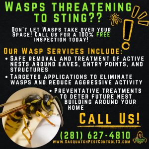Wasp control services from Sasquatch Pest Control in Spring and Houston, TX
