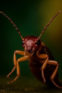 Earwig