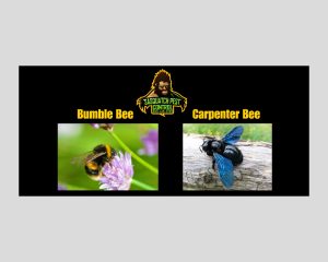 Sasquatch Pest Control providing professional pest control service in the Greater Houston area