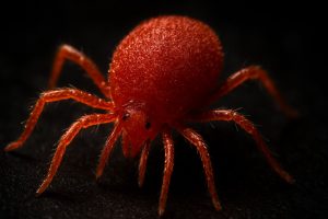 Clover Mite pest control service by Sasquatch Pest Control in the Greater Houston area