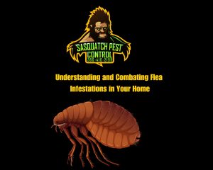 Flea pest control service by Sasquatch Pest Control in the Greater Houston area