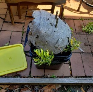 Wasp pest control service by Sasquatch Pest Control in the Greater Houston area