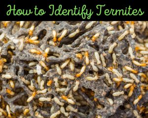 Termite pest control service by Sasquatch Pest Control in the Greater Houston area